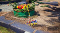 Pikmin 4 | Occasion thumb 7
