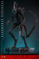 Figurine Hot Toys | Alien | Alien : Romulus Figurine 1/6 Scorched Xenomorph 44cm thumb 0