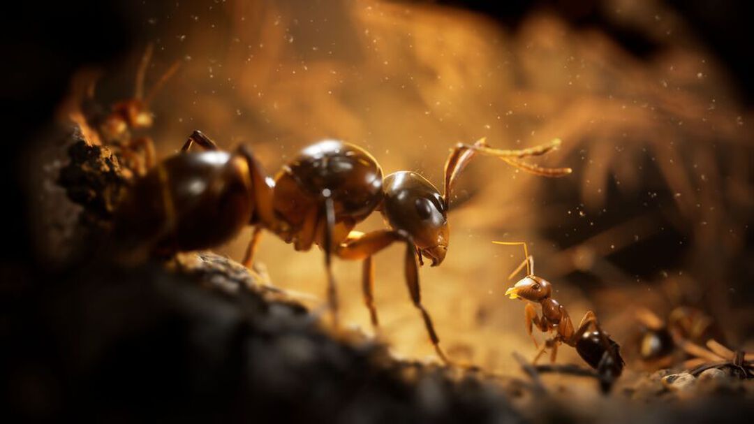 Les Fourmis Edition Limit&eacute;e | Occasion