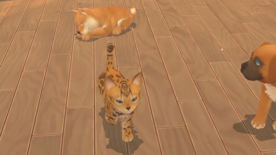 My Universe Pets Edition | Occasion