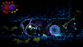 Aeterna Noctis | Occasion thumb 10