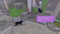 Little Kitty Big City | Occasion thumb 3