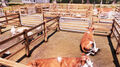 Real Farm Premium Edition thumb 26