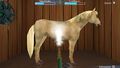 Ma Vie Avec Mes Chevaux 2 | Occasion thumb 4