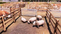 Real Farm Premium Edition thumb 24
