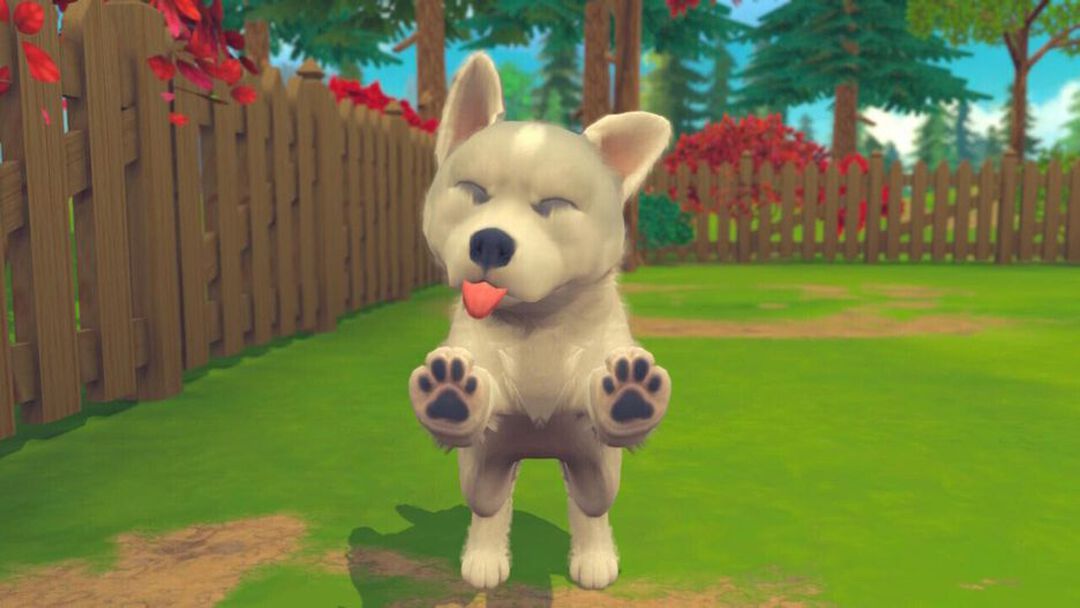 My Universe Pets Edition | Occasion