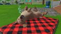 Little Friends Puppy Island | Occasion thumb 7