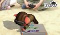 Eyepet | Occasion thumb 5