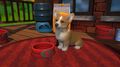 Little Friends Puppy Island | Occasion thumb 5