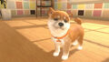 Little Friends Dogs & Cats | Occasion thumb 1