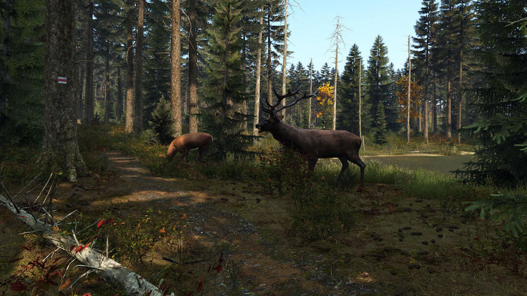Dayz | Occasion