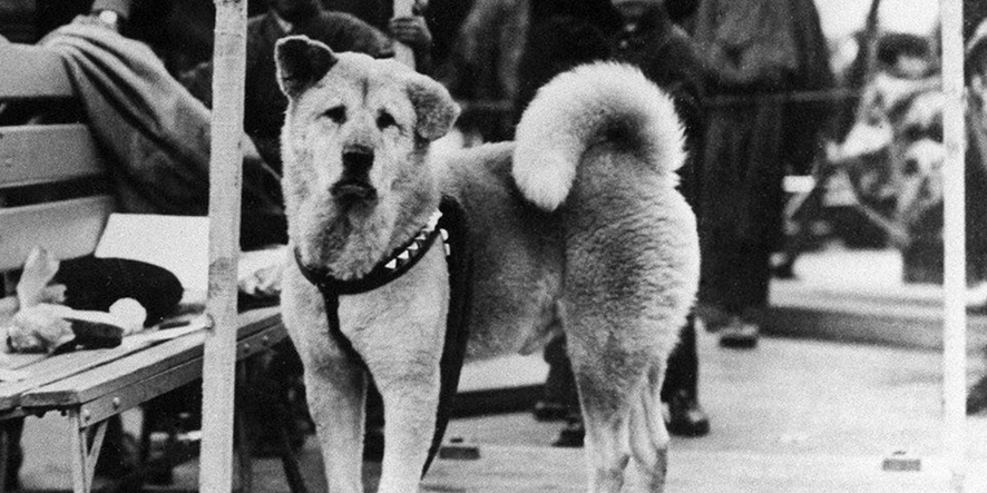hachiko-akita